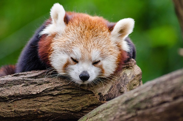 red-panda-1194504_640